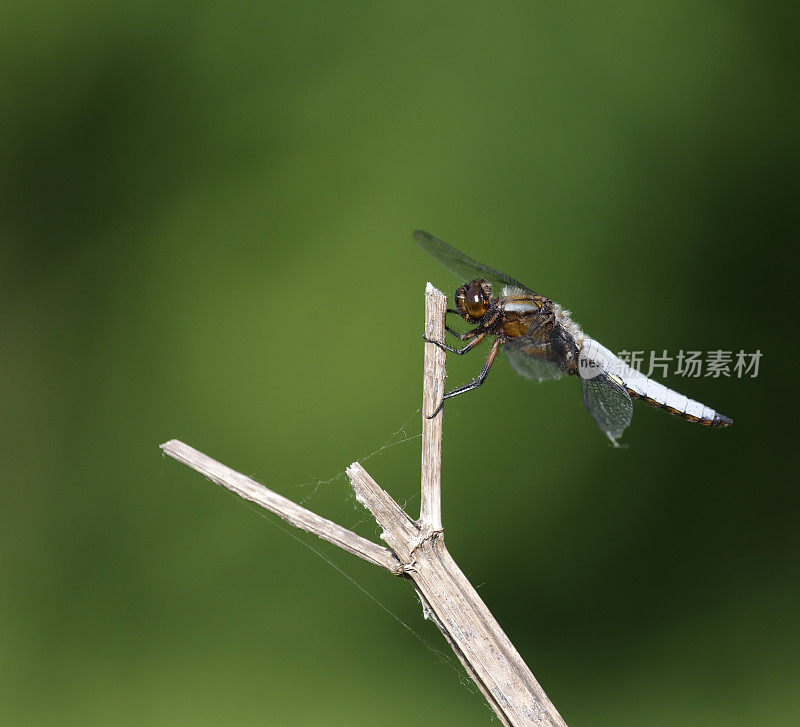 宽体追击蜻蜓(Libellula depressa)雄性